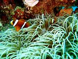 La Grande Barriera Corallina Australiana - 025